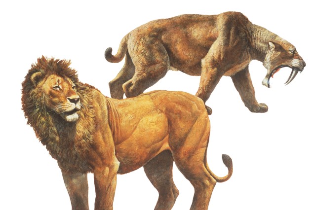 An illustration of an American lion and saber-toothed cat 